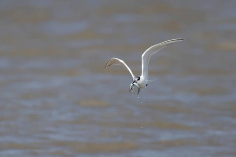 Sandwich tern (Thalasseus sandvicensis) adult bird with a fish in its beak in flight over the sea,
