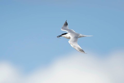 Sandwich tern (Thalasseus sandvicensis) adult bird with a fish in its beak flying, England, United