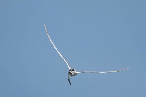 Sandwich tern (Thalasseus sandvicensis) adult bird with a fish in its beak flying, England, United