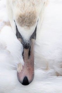 Mute swan (Cygnus olor) juvenile bird sleeping, England, United Kingdom