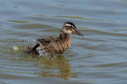 Mallard duck (Anas platyrhynchos) juvenile baby duckling bird bathing on a lake, England, United