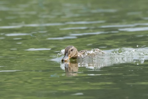 Mallard duck (Anas platyrhynchos) adult female bird chasing damselflies on a lake, England, United