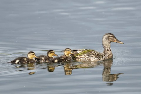 Mallard duck (Anas platyrhynchos) adult female parent bird and three juvenile baby ducklings on a