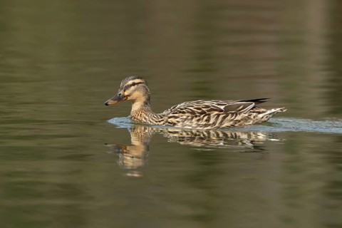 Mallard duck (Anas platyrhynchos) adult female bird on a lake, England, United Kingdom