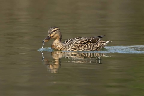 Mallard duck (Anas platyrhynchos) adult female bird on a lake, England, United Kingdom