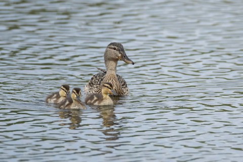 Mallard duck (Anas platyrhynchos) adult female parent bird and three juvenile baby ducklings on a