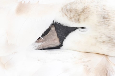 Mute swan (Cygnus olor) juvenile bird sleeping, England, United Kingdom