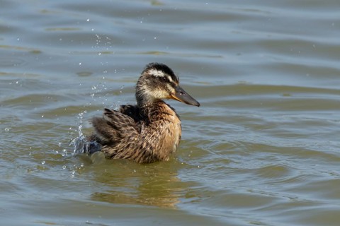 Mallard duck (Anas platyrhynchos) juvenile baby duckling bird bathing on a lake, England, United