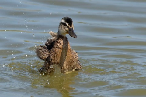 Mallard duck (Anas platyrhynchos) juvenile baby duckling bird bathing on a lake, England, United