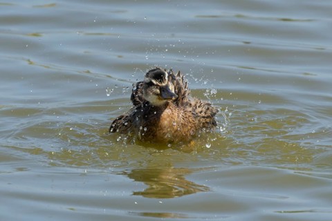 Mallard duck (Anas platyrhynchos) juvenile baby duckling bird bathing on a lake, England, United