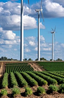 Field with carrot, in long rows, wind farm near Titz, North Rhine-Westphalia, Germany