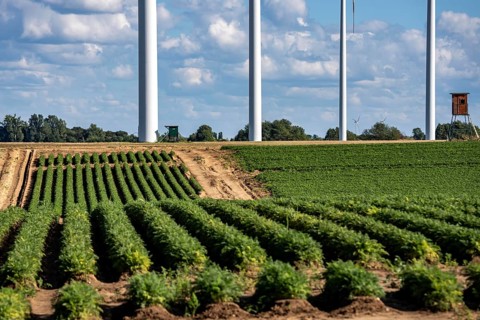 Field with carrot, in long rows, wind farm near Titz, North Rhine-Westphalia, Germany
