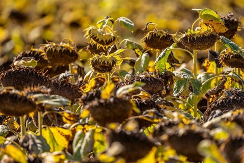 Field with sunflowers, dried up, the vegetative phase of the plants is over, the sunflower seeds