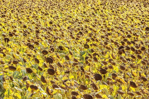 Field with sunflowers, dried up, the vegetative phase of the plants is over, the sunflower seeds
