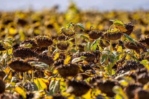 Field with sunflowers, dried up, the vegetative phase of the plants is over, the sunflower seeds