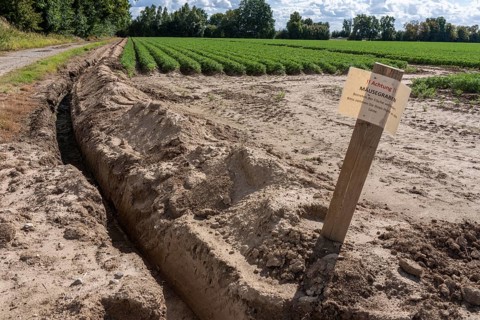 Field with carrots, surrounded by a mouse ditch that is so deep and wide that mice cannot get into
