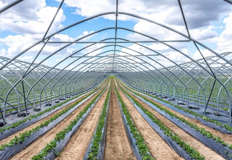 Strawberry cultivation, greenhouse without foil, after harvest, end of season, strawberry plants