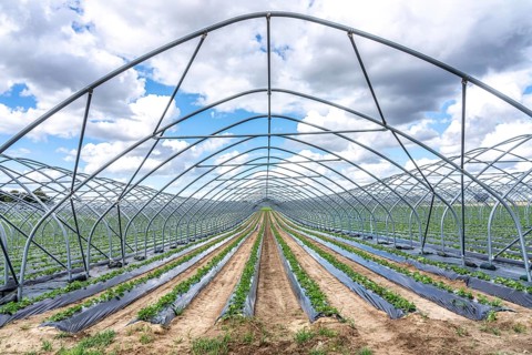 Strawberry cultivation, greenhouse without foil, after harvest, end of season, strawberry plants