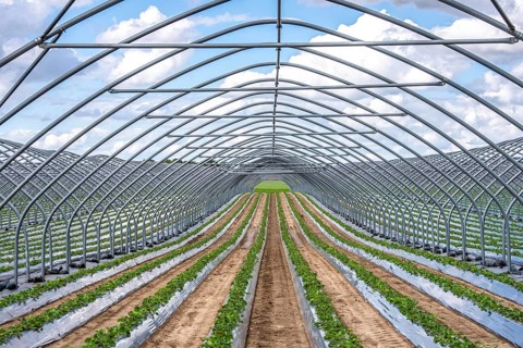 Strawberry cultivation, greenhouse without foil, after harvest, end of season, strawberry plants