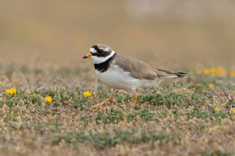 Ringed plover (Charadrius hiaticula) adult wader bird on coastal dunes, England, United Kingdom