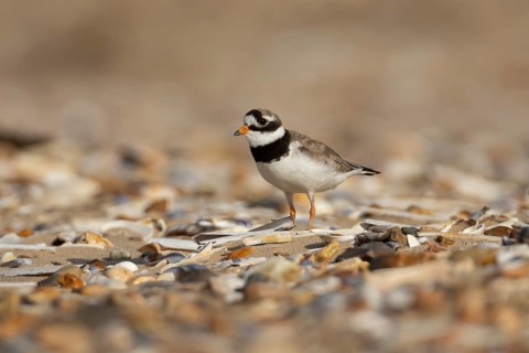 Ringed plover (Charadrius hiaticula) adult wader bird on a shingle beach, England, United Kingdom