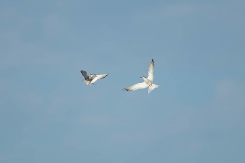 Common tern (Sterna hirundo) two adult birds hovering in flight, England, United Kingdom