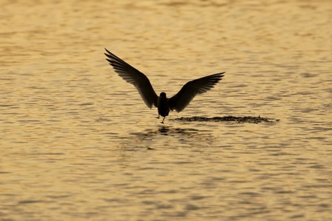 Common tern (Sterna hirundo) adult bird in flight taking off from a lagoon at sunset, England,