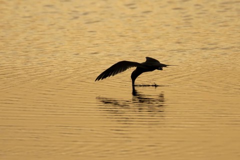 Common tern (Sterna hirundo) adult bird in flight drinking water from a lagoon at sunset, England,