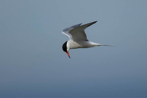 Common tern (Sterna hirundo) adult bird hovering in flight, England, United Kingdom