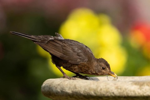 Eurasian blackbird (Turdus merula) adult female bird drinking from a garden bird bath, England,