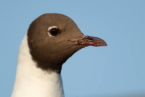 Black headed gull (Chroicocephalus ridibundus) adult bird head portrait, England, United Kingdom