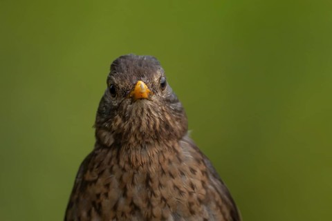 Eurasian blackbird (Turdus merula) adult female bird head portrait, England, United Kingdom