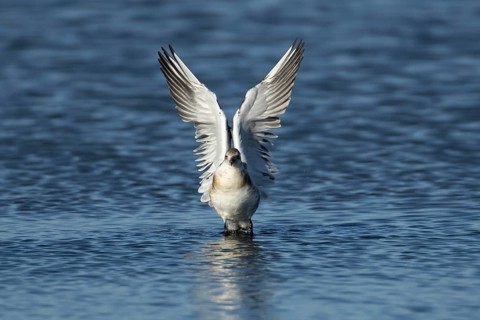 Black headed gull (Chroicocephalus ridibundus) juvenile bird taking off in flight from a lagoon,