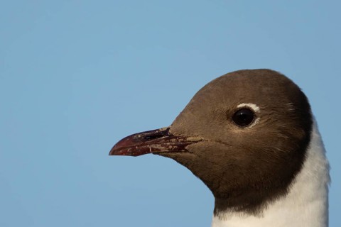 Black headed gull (Chroicocephalus ridibundus) adult bird head portrait, England, United Kingdom