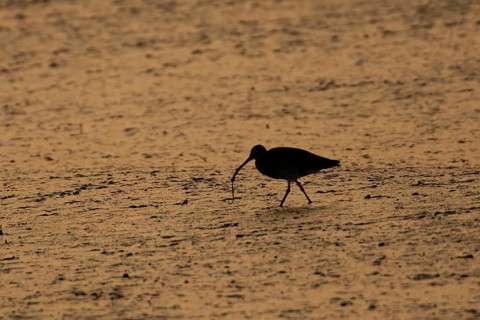 Eurasian curlew (Numenius arquata) silhouette of an adult wader bird feeding on a lugworm on a