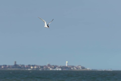 Common tern (Sterna hirundo) adult bird in flight over the sea with the town of Southwold in the