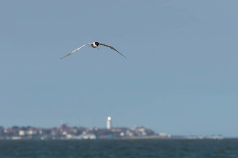 Common tern (Sterna hirundo) adult bird in flight over the sea with the town of Southwold in the
