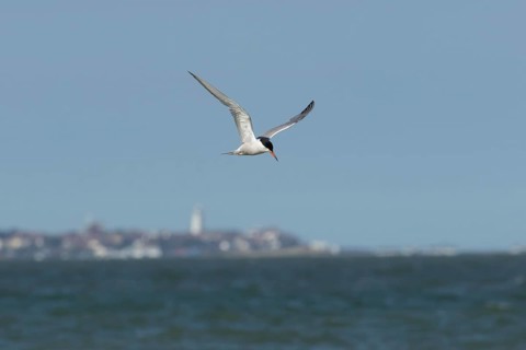 Common tern (Sterna hirundo) adult bird in flight over the sea with the town of Southwold in the
