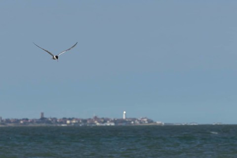 Common tern (Sterna hirundo) adult bird in flight over the sea with the town of Southwold in the