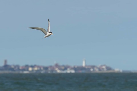 Common tern (Sterna hirundo) adult bird with a fish in its beak in flight over the sea with the