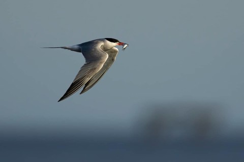 Common tern (Sterna hirundo) adult bird with a fish in its beak in flight, England, United Kingdom