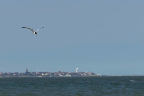 Common tern (Sterna hirundo) adult bird in flight over the sea with the town of Southwold in the