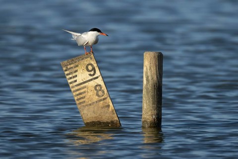 Common tern (Sterna hirundo) adult bird on a post in a lagoon, England, United Kingdom