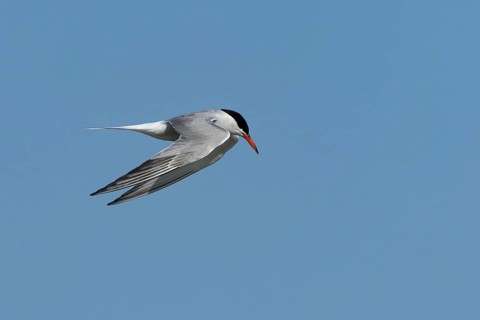 Common tern (Sterna hirundo) adult bird hovering in flight, England, United Kingdom