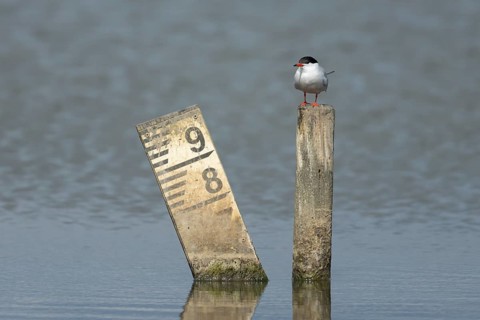 Common tern (Sterna hirundo) adult bird on a post in a lagoon, England, United Kingdom