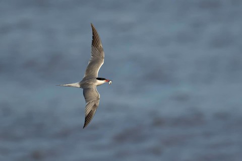 Common tern (Sterna hirundo) adult bird with a fish in its beak in flight, England, United Kingdom