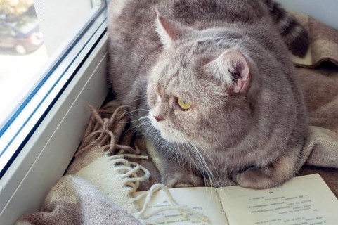 The cat lies on a blanket in front of an open book on the windowsill
