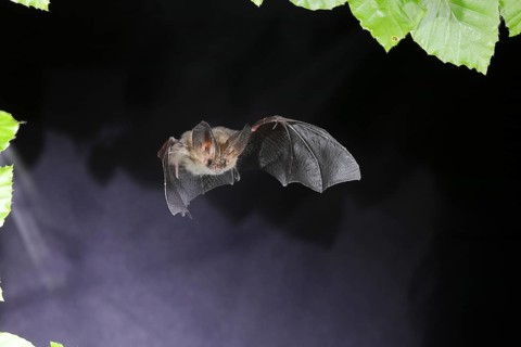Bechstein's bat (Myotis bechsteinii) in flight, potentially endangered species, highspeed nature