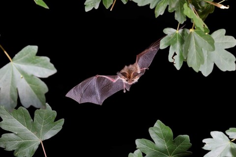 Bechstein's bat (Myotis bechsteinii) in flight, potentially endangered species, highspeed nature
