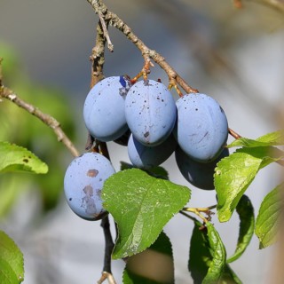 Plum, damson (Prunus domestica), ripe fruit on the tree, autumn, Wilnsdorf, North Rhine-Westphalia,